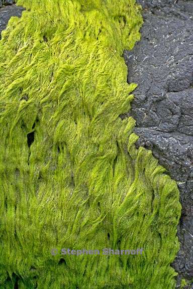 algae 3694 1 graphic